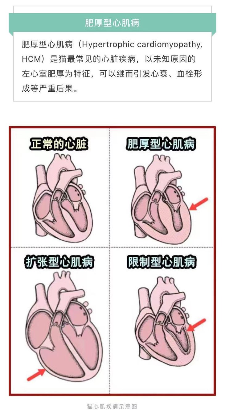 猫研所 hcm肥厚性心肌病心超筛查体检 需要提前预约使用