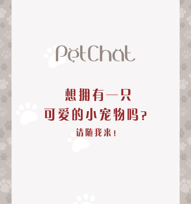  PetChat | 有只萌宠拍了拍你，你要带它回家嘛？ 