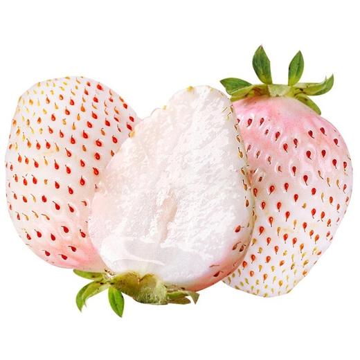 预售:淡雪白草莓礼盒装 当季水果【一件2盒】一盒11-15个装,南宁市区