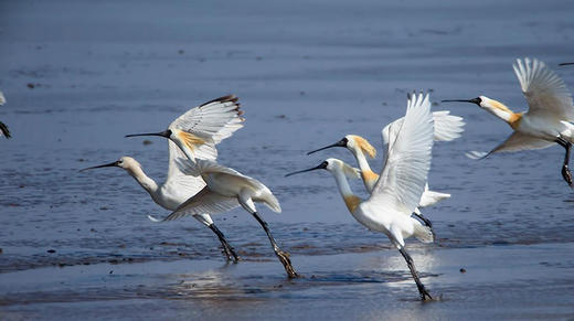 4型人的芳香花园——洋茴香巴豆 商品图0