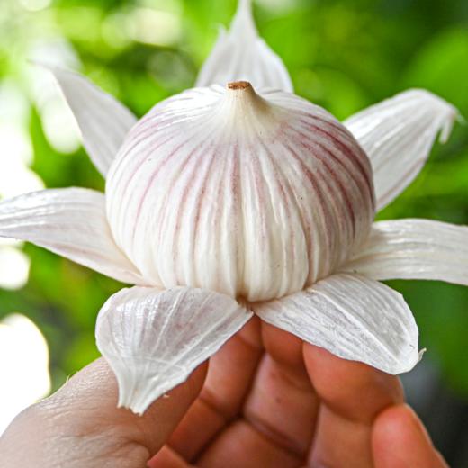 【紫皮独头蒜 （鲜蒜）】| 蒜香浓郁，易剥皮，蒜瓣饱满，辛辣多汁天然健康 商品图3