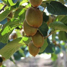 徐香猕猴桃（带箱约5斤重）