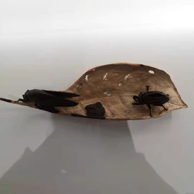 金蝉脱壳