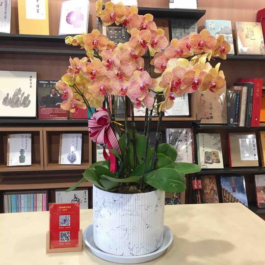 8株蝴蝶兰多色可选 商品图2