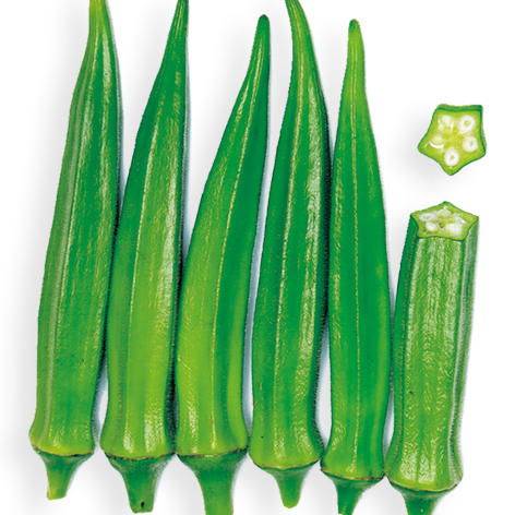 [专业种子] "绿葵13"秋葵种子 商品图0