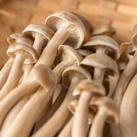 100鹿茸菇150克一份