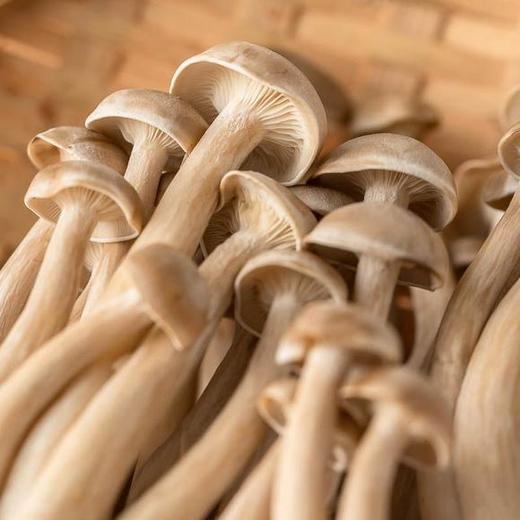 100鹿茸菇150克一份 商品图0