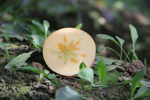 阿克苏冰糖心苹果，脆甜多汁，发顺丰陆运 商品图0