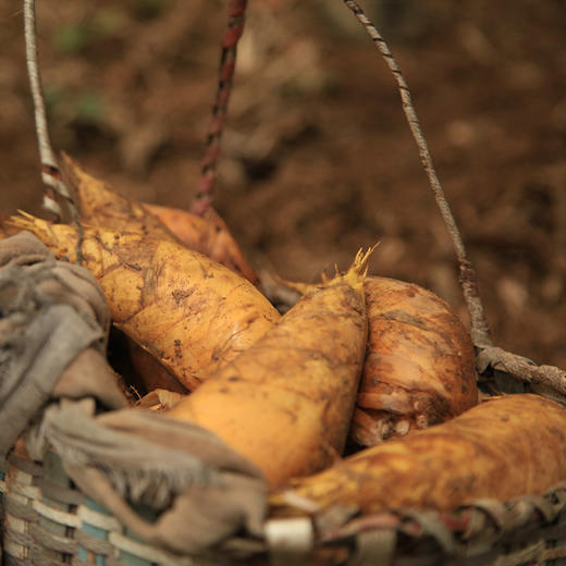【现挖72小时内发货】临安·天目山鲜冬笋（净重4.5斤/箱 7-11根） 鲜嫩脆爽 原产地直发 时令生鲜 商品图1
