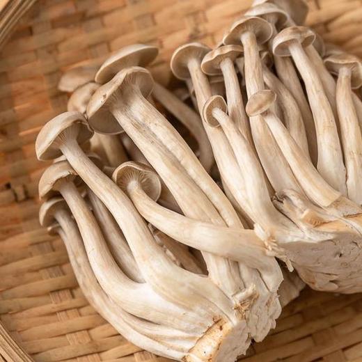 100鹿茸菇150克一份 商品图2