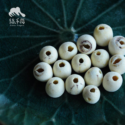 生态贡莲（磨皮白莲子） | 合作生产* Eco-lotus seed | Coproduction 商品图2