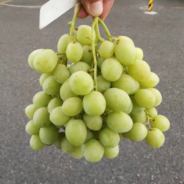 甜地球青提（澳洲）