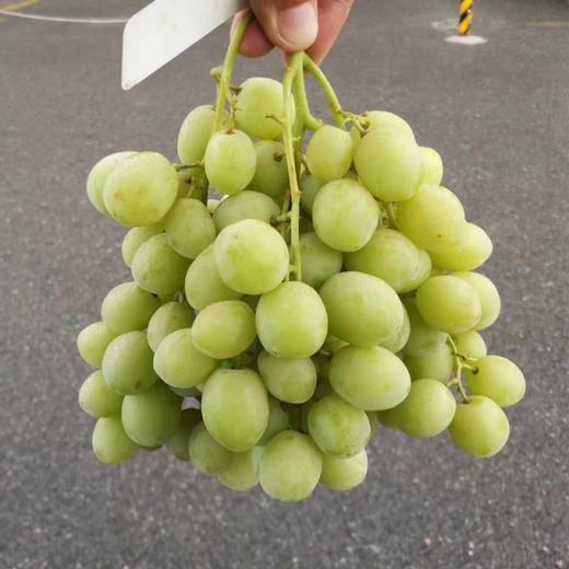 甜地球青提（澳洲） 商品图0