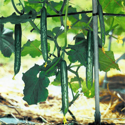 [专业种子] “美绿一号”黄瓜种子 商品图0