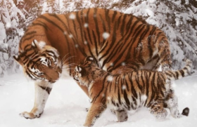 长白山“俳与雪”之旅 | 4天