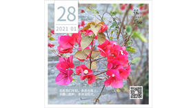 【花丘•心语】