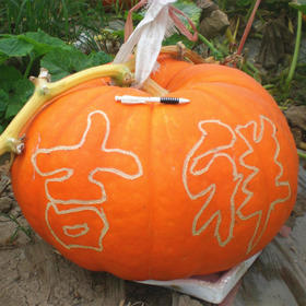 [专业种子] “巨福”南瓜种子