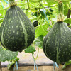 [专业种子] “冬至”南瓜种子  商品缩略图0