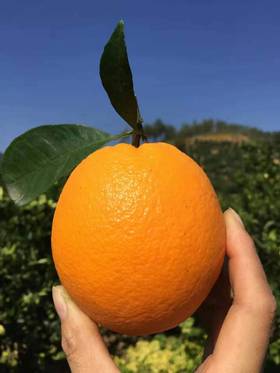 周五送，一箱10斤，甜润果肉细腻赣南脐橙中国国家地理标志产品