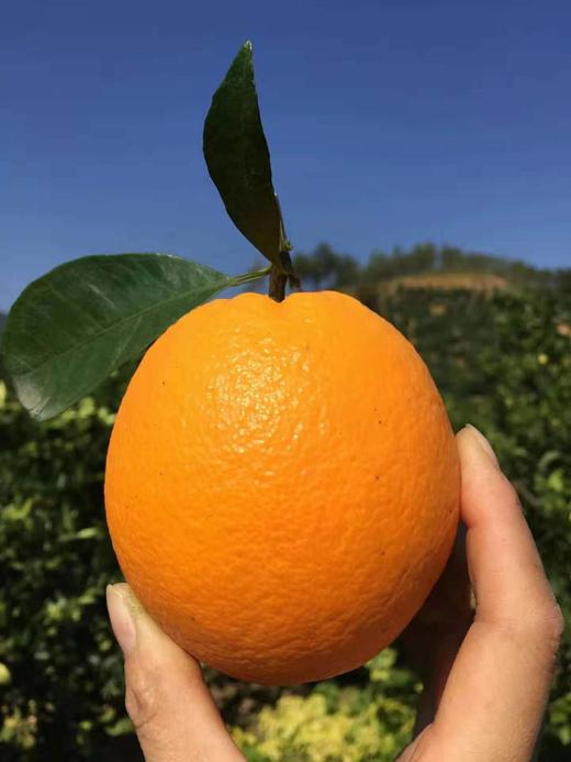 周五送，一箱10斤，甜润果肉细腻赣南脐橙中国国家地理标志产品 商品图0