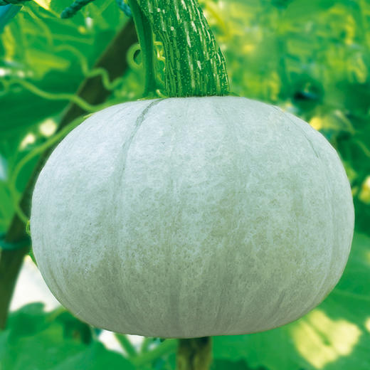 [专业种子] “银世界”南瓜种子 商品图0