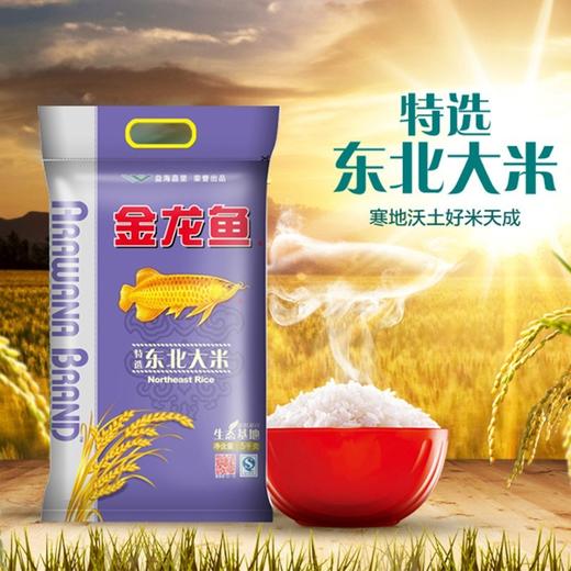 【包邮】金龙鱼 大米 特选东北大米 5KG【10斤】细腻软香 商品图2