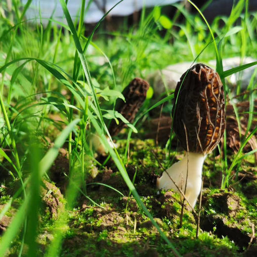 【新鲜羊肚菌】素中之荤 富含优质蛋白 味道鲜美/高原产地精选好货 /基地现采直发 顺丰空运包邮 商品图6