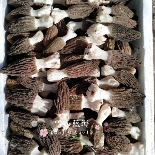 【新鲜羊肚菌】素中之荤 富含优质蛋白 味道鲜美/高原产地精选好货 /基地现采直发 顺丰空运包邮 商品图3