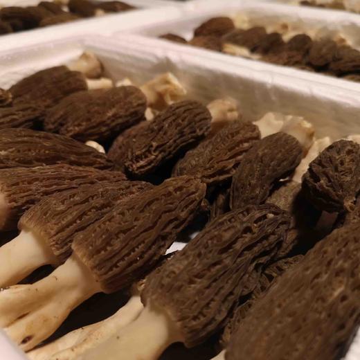 【新鲜羊肚菌】素中之荤 富含优质蛋白 味道鲜美/高原产地精选好货 /基地现采直发 顺丰空运包邮 商品图2