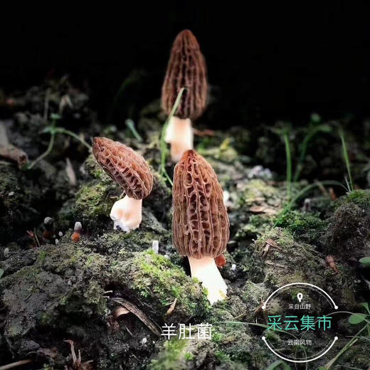 【新鲜羊肚菌】素中之荤 富含优质蛋白 味道鲜美/高原产地精选好货 /基地现采直发 顺丰空运包邮 商品图4