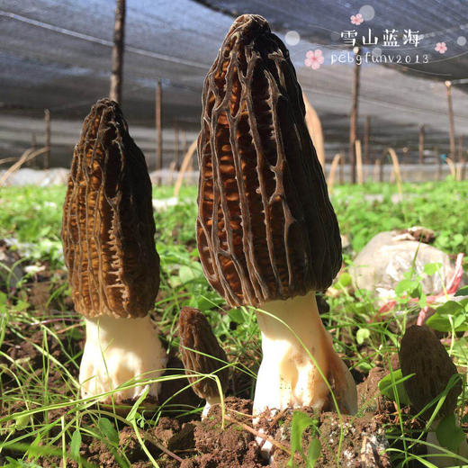 【新鲜羊肚菌】素中之荤 富含优质蛋白 味道鲜美/高原产地精选好货 /基地现采直发 顺丰空运包邮 商品图0