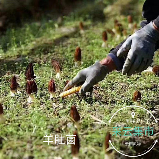 【新鲜羊肚菌】素中之荤 富含优质蛋白 味道鲜美/高原产地精选好货 /基地现采直发 顺丰空运包邮 商品图8