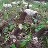 【新鲜羊肚菌】素中之荤 富含优质蛋白 味道鲜美/高原产地精选好货 /基地现采直发 顺丰空运包邮 商品缩略图5