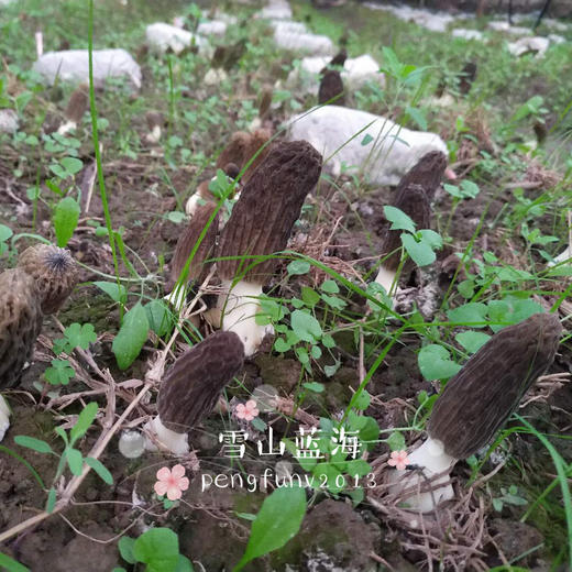 【新鲜羊肚菌】素中之荤 富含优质蛋白 味道鲜美/高原产地精选好货 /基地现采直发 顺丰空运包邮 商品图5