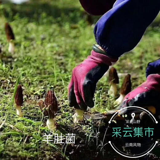 【新鲜羊肚菌】素中之荤 富含优质蛋白 味道鲜美/高原产地精选好货 /基地现采直发 顺丰空运包邮 商品图7