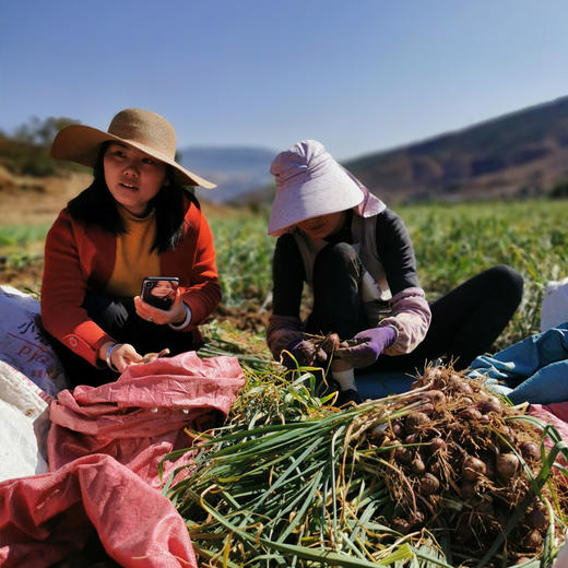【大理紫皮独头蒜】品质鲜货 香气浓烈 味道足/申通快递包邮 商品图6