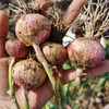 【大理紫皮独头蒜】品质鲜货 香气浓烈 味道足/申通快递包邮 商品缩略图5