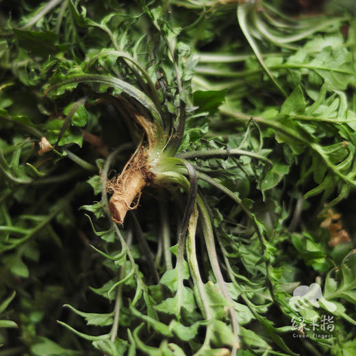 野生白鹿原荠菜 | 合作生产 *  Wild-Shepherd's purse | Coproduction 商品图1