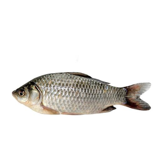 【生鲜预定】鲫鱼 杀好不砍1kg.（整条约0.5kg） 商品图0