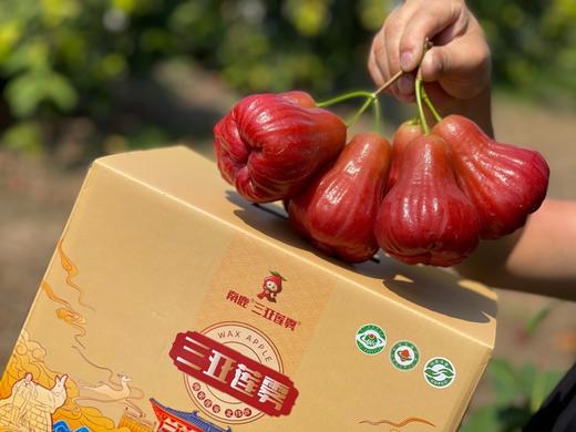 南鹿1号有机莲雾3斤装 商品图0