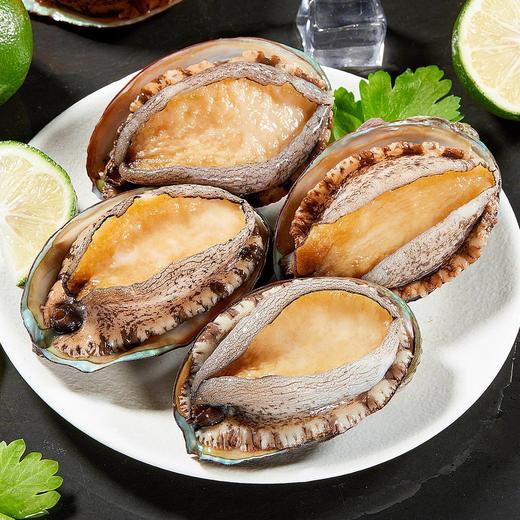 【5头鲍鱼】缺货 商品图4