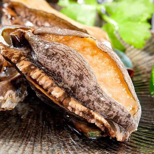 【5头鲍鱼】缺货 商品图3