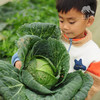 生态包菜 | 绿家自产*ecological cabbage | Self-production 商品缩略图2