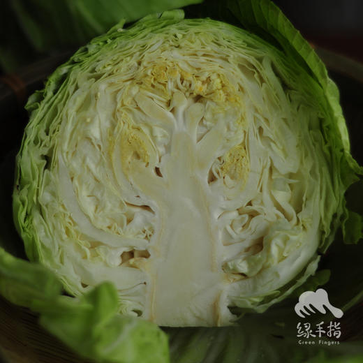 生态包菜 | 绿家自产*Ecological cabbage | In-House Production 商品图3