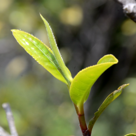 曼松2026-1000克-晒青绿茶