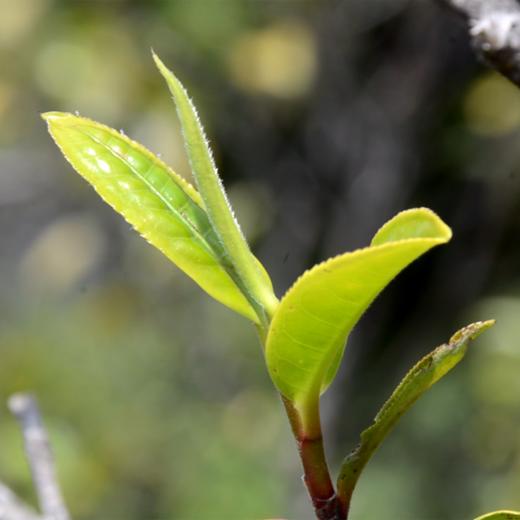 曼松2026-1000克-晒青绿茶 商品图0