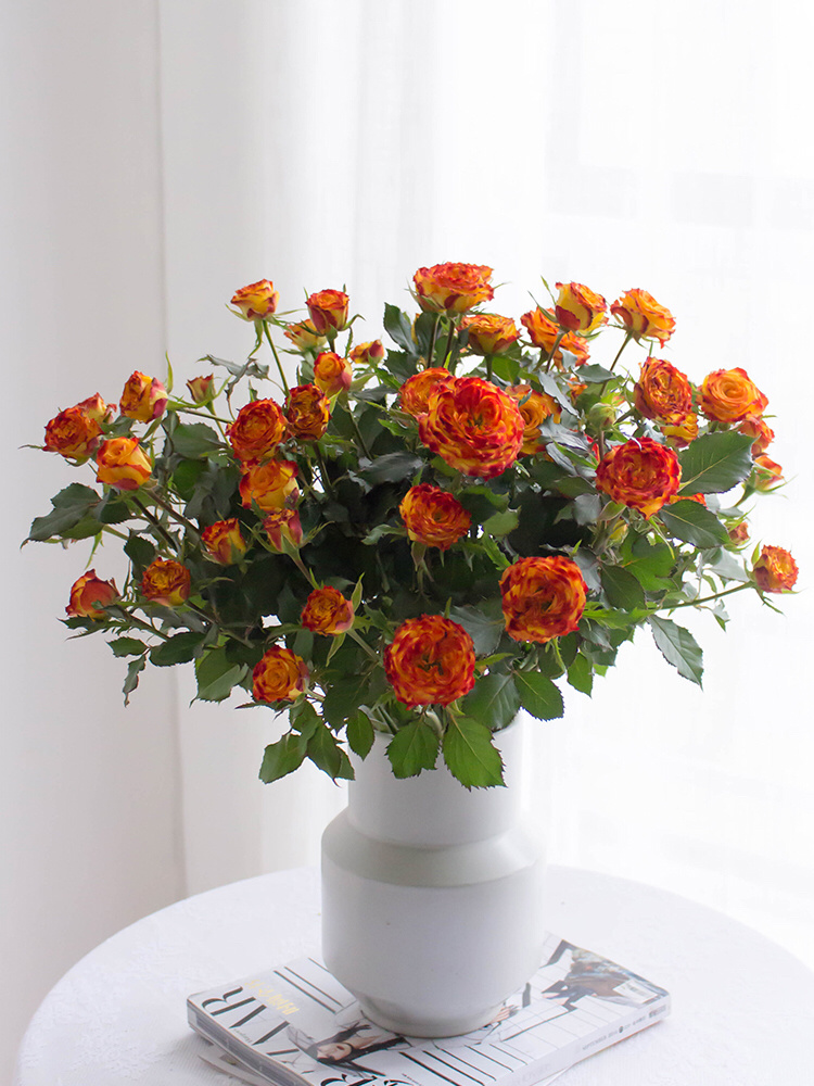 眼线多头玫瑰【你说我眼睛闪闪的有星星,因为抬头转身,就能看到你】简