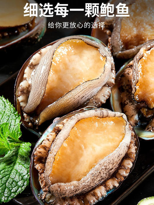 【5头鲍鱼】缺货 商品图1