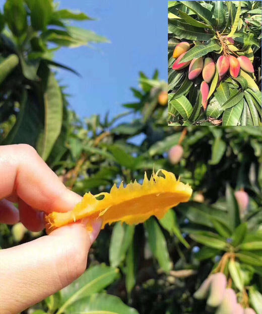 三亚✈️树熟贵妃芒🥭 商品图12