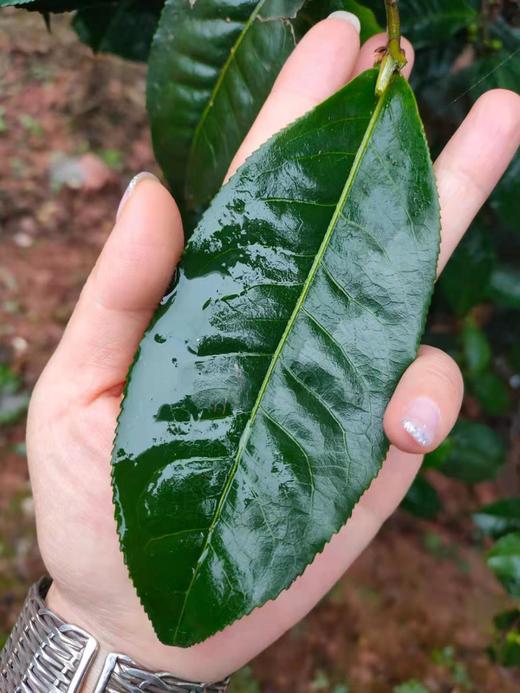 拔玛老寨2026-1000克-晒青绿茶 商品图0